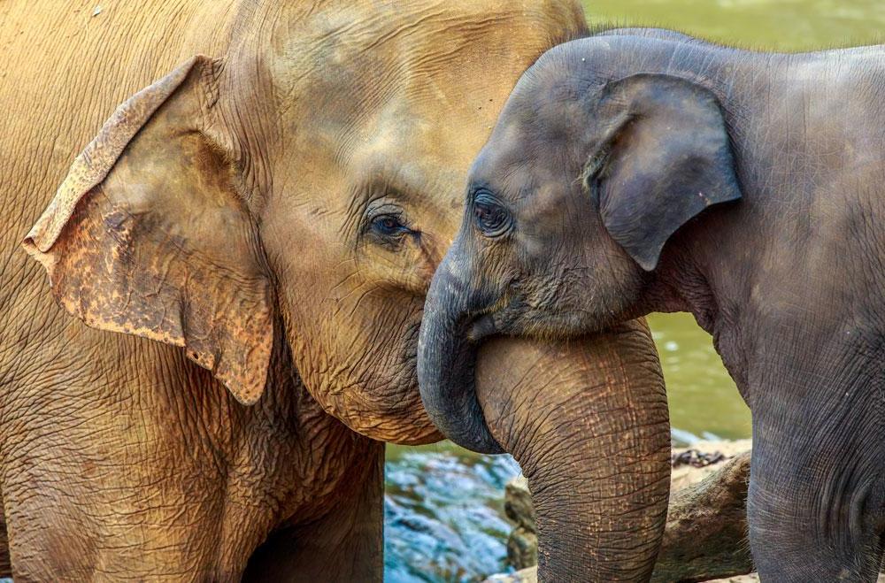 为什么所有的小动物都这么可爱?! 这只小象和他的妈妈是最可爱的.