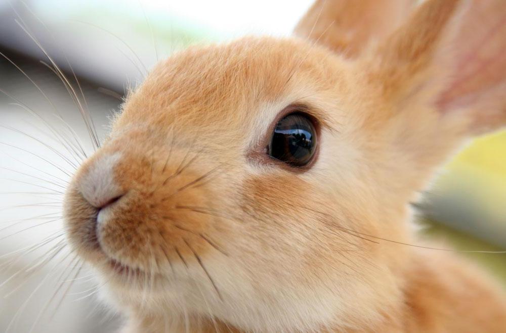 为什么所有的小动物都这么可爱?! 这个小兔子是最可爱的.