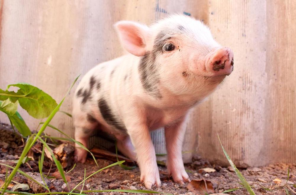 为什么所有的小动物都这么可爱?! 这只小猪宝宝是最可爱的.