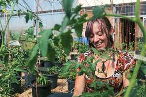去年夏天，学生们在为当地农贸市场种植西红柿时，亲身了解了温室害虫. 凯尔西·布鲁纳(Kelsey Brunner)摄
